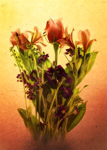 Blossom nature Free illustrations