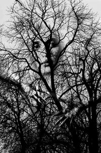 Woman aesthetic branches