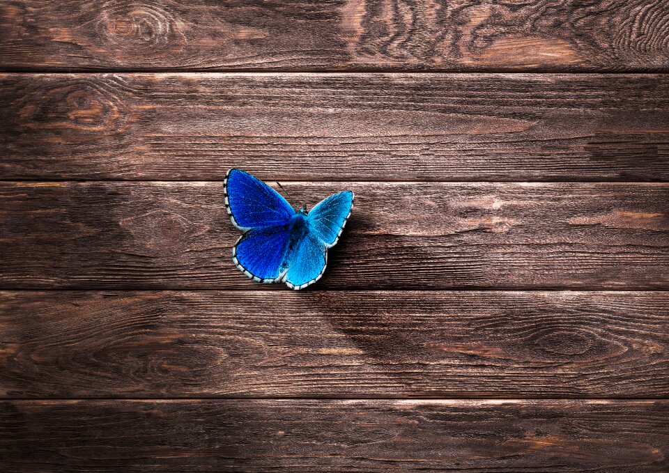 Animal blue wood