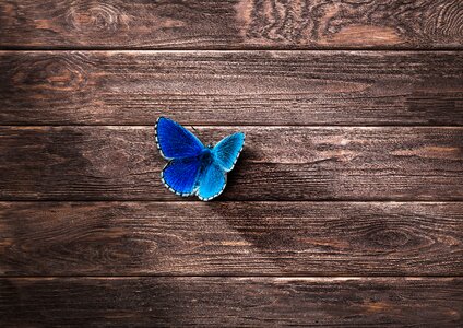 Animal blue wood