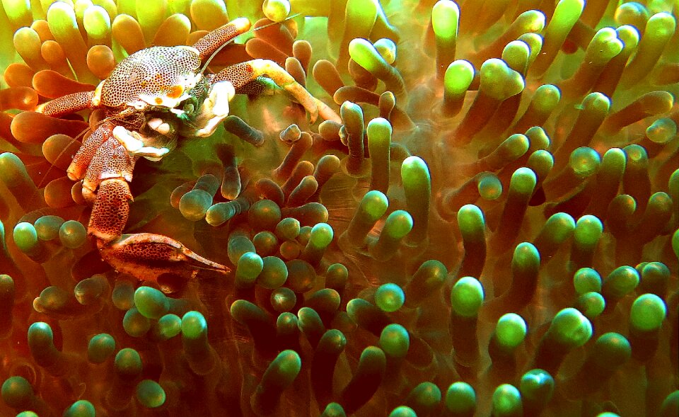 Ocean crustacean diving