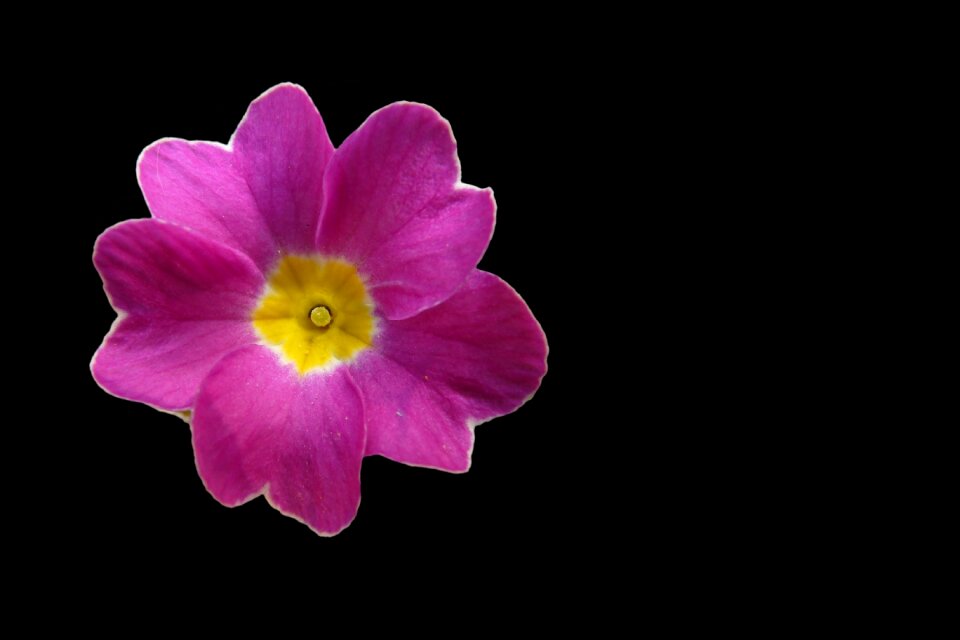 Primrose cowslip plant