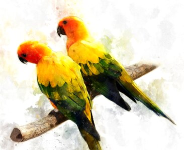 Tropical colorful exotic