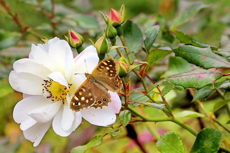 Butterfly satyrinae blossom
