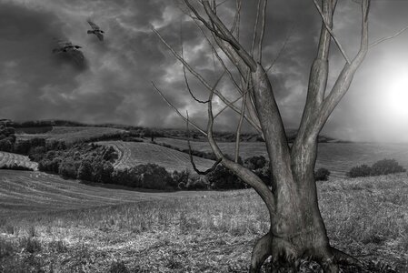 Raven clouds sky