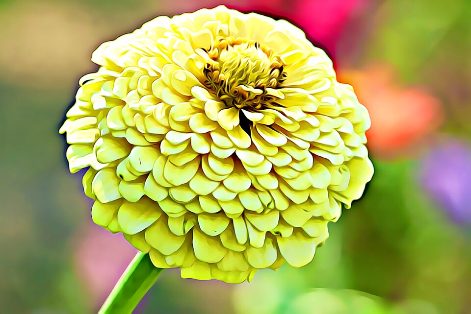 Flower plant nature