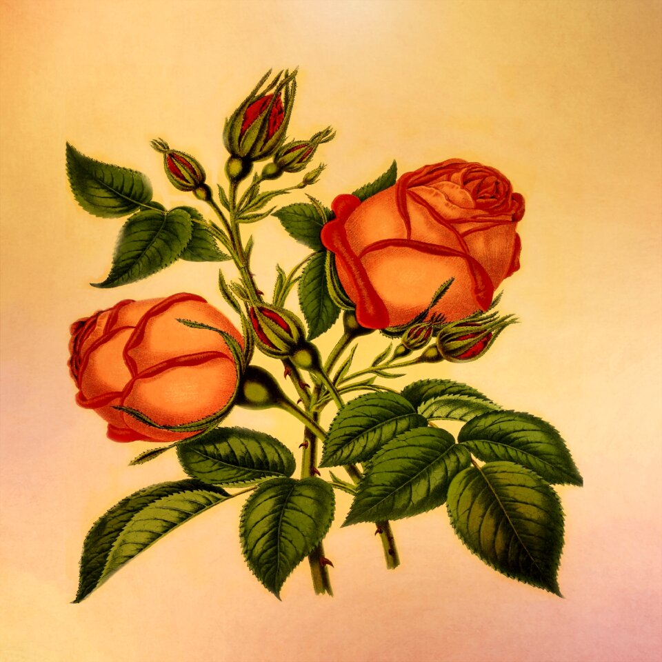 Nature grunge rose
