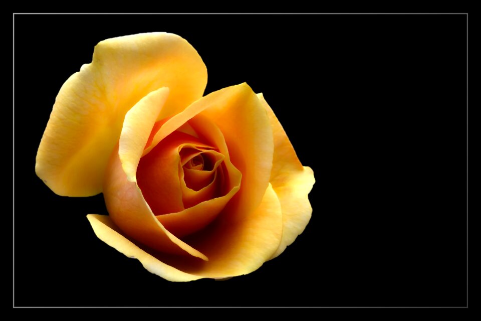 Blossom bloom rose blooms