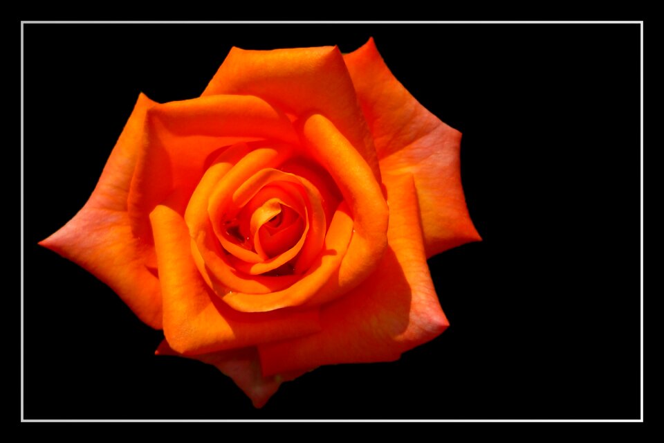 Blossom bloom rose blooms