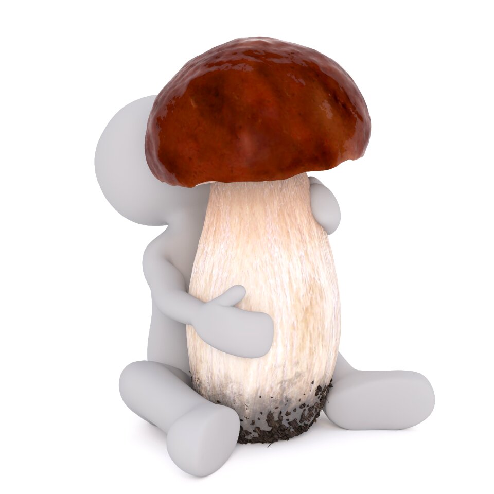 Cep chestnut raw food