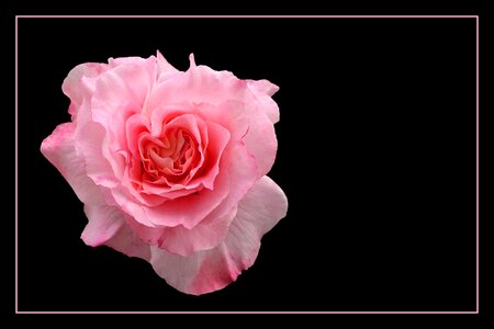 Blossom bloom rose blooms