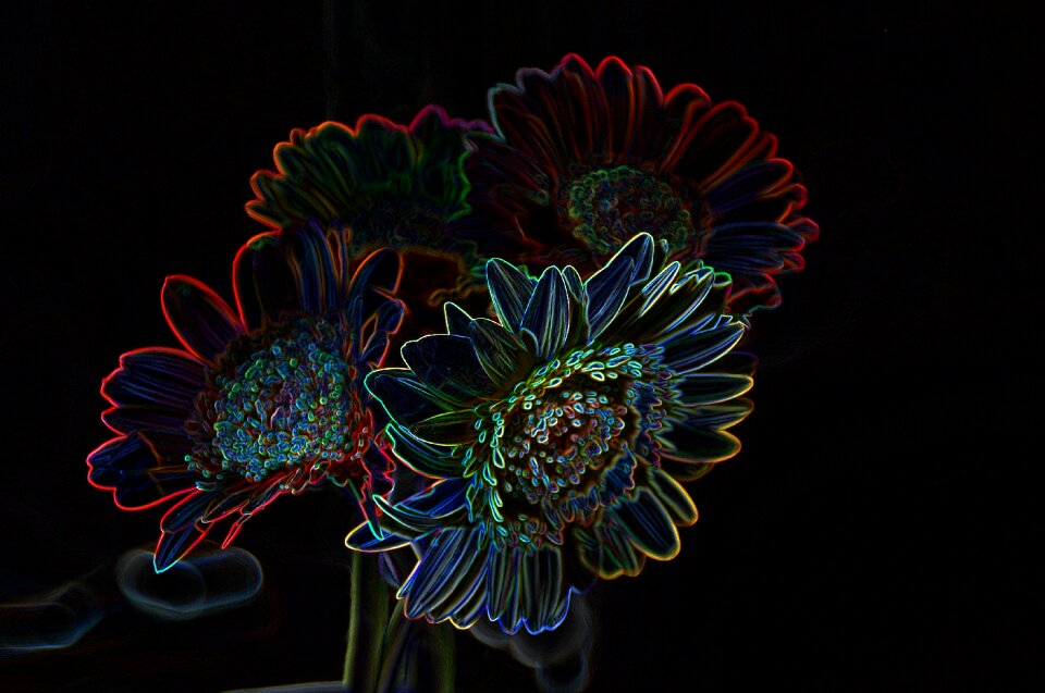 Colorful blossom bloom