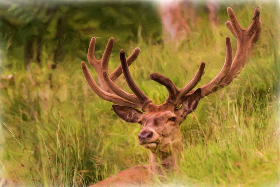 Hirsch antler concerns