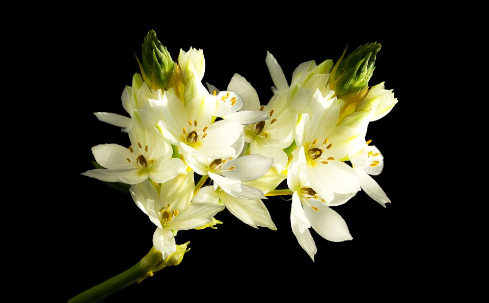 Bloom blossoms white
