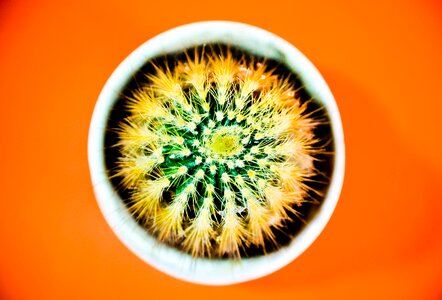 Perspective plant flowering cactus