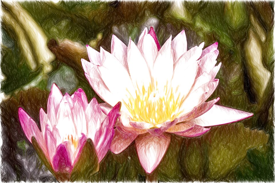 Water flower flowers plant