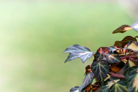 Decorative creeping green