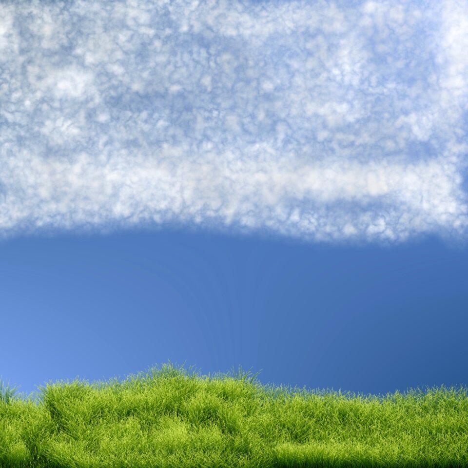 Plant landscape summer