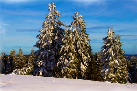 Landscape winter firs