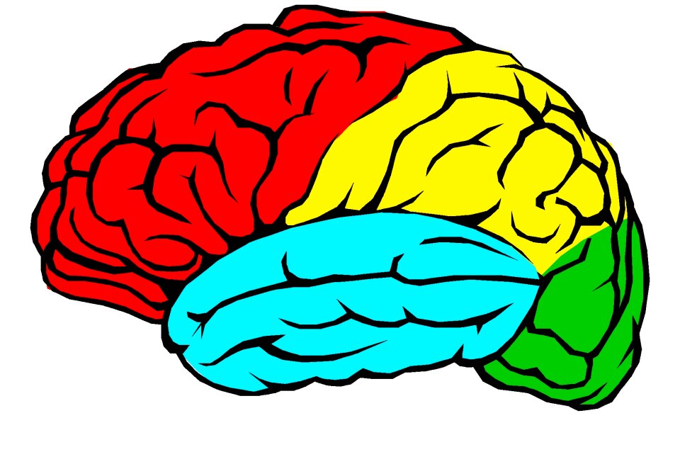 Medical cerebellum neurology