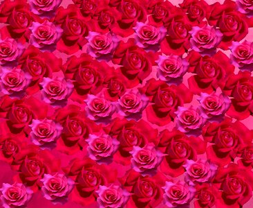 Red rose flowers blossom