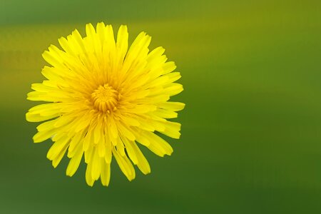 Bloom common dandelion nature