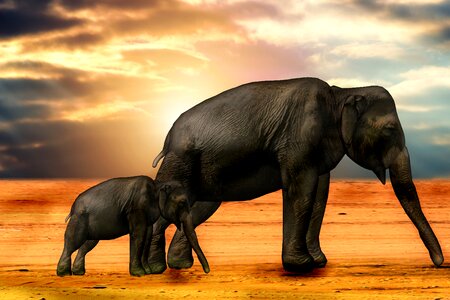 Animal african bush elephant proboscis