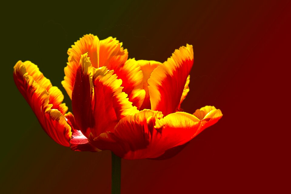 Yellow-rand blossom bloom