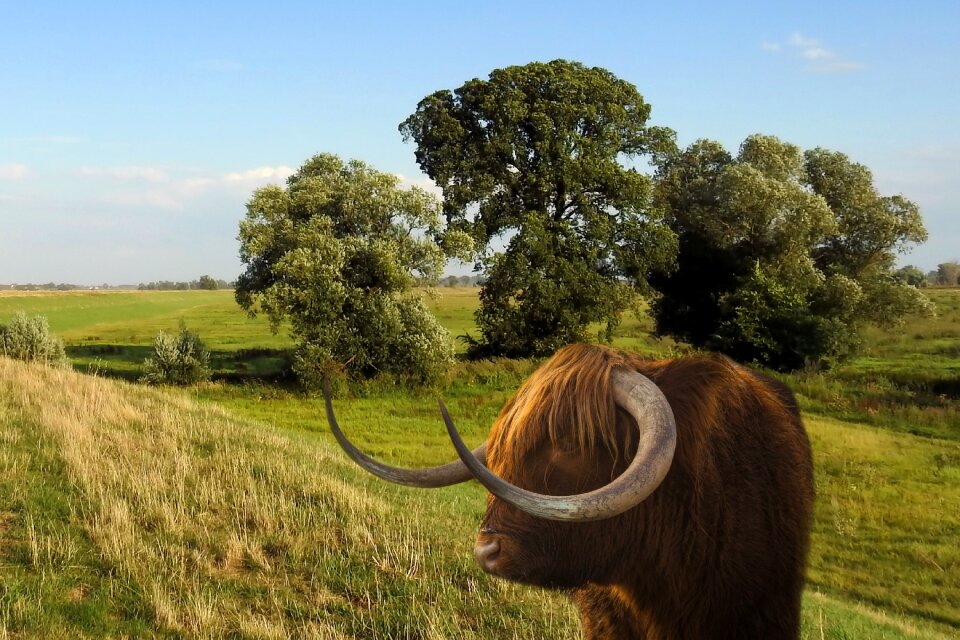 Horns meadow trees