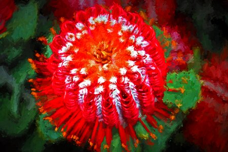 Photopainting floral red