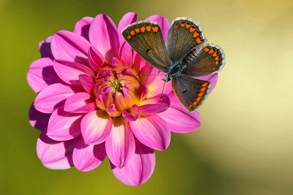 Dahlia pink butterfly