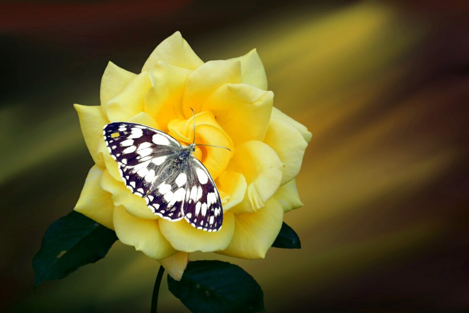 Bloom yellow insect