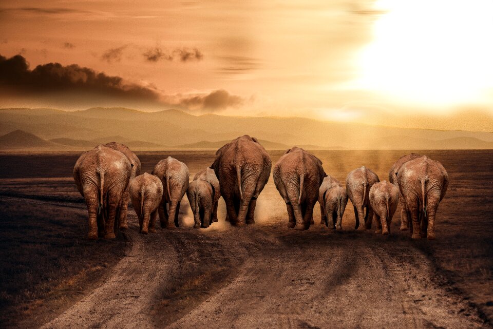 Africa savannah sun