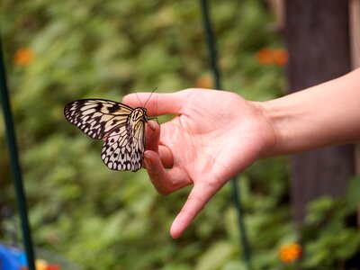Nature hand Free illustrations