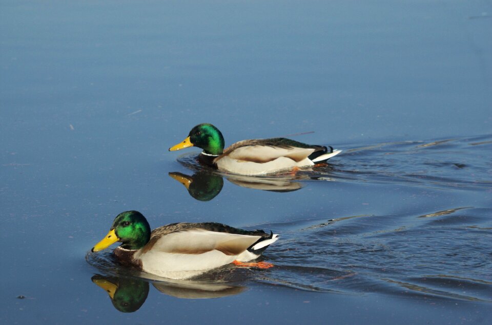 Male anas platyrhynchos males