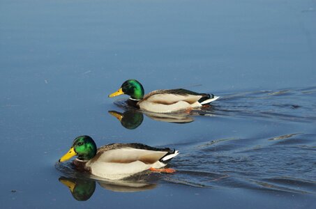 Male anas platyrhynchos males