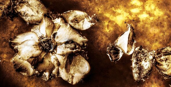 Decay antique dry