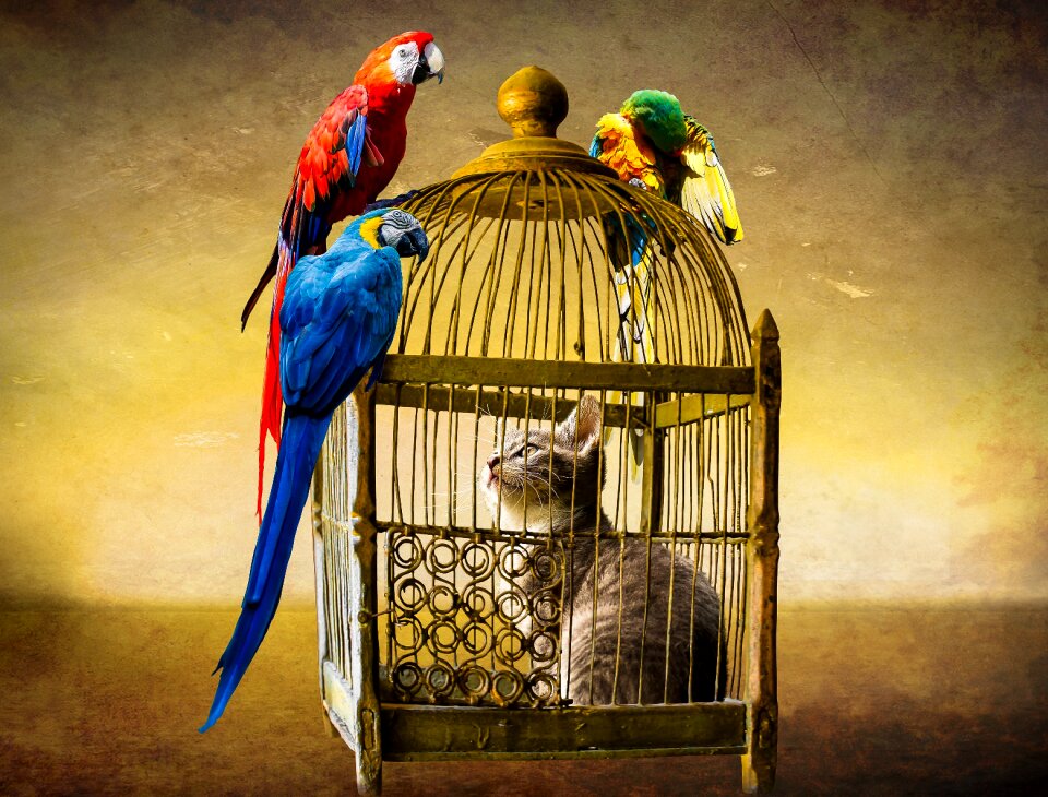Parrot ara cage