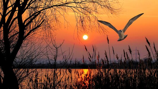 Gull nature abendstimmung