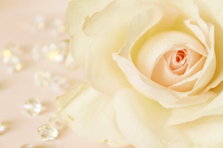 Roses pastel decoration