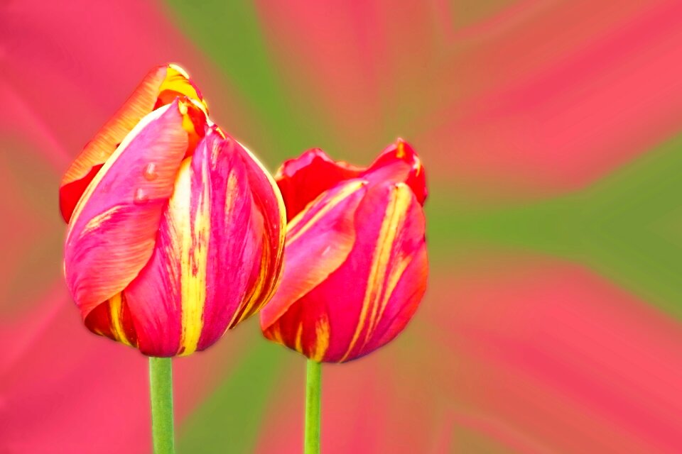 Blossom bloom flowers