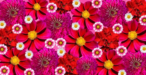 Graphic red pink flowers