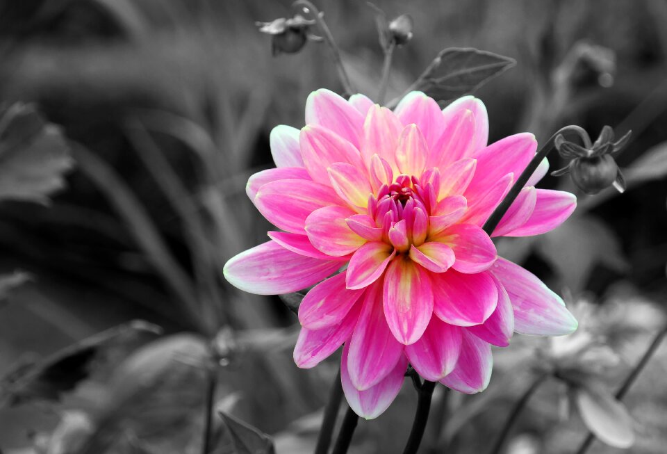 Dahlia flower plant bloom