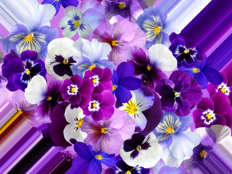 Violet flowers blossom