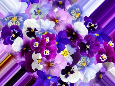 Violet flowers blossom
