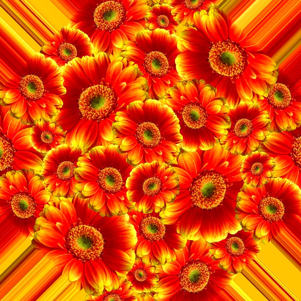 Bloom nature plant