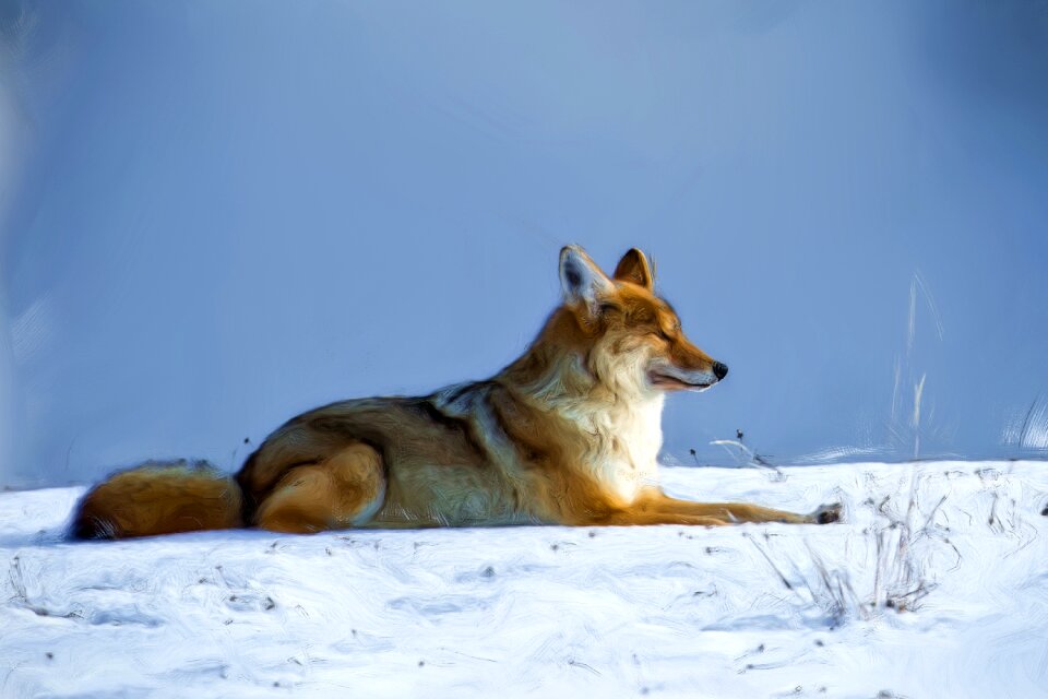 Coyote steppenwolf art