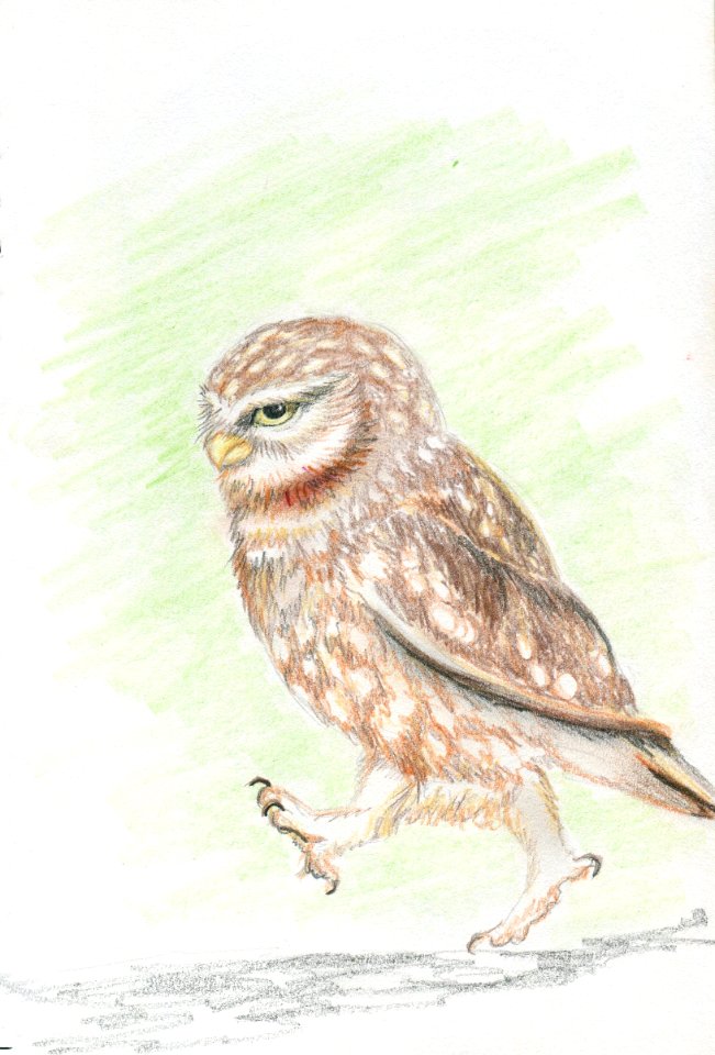 Figure comically bird