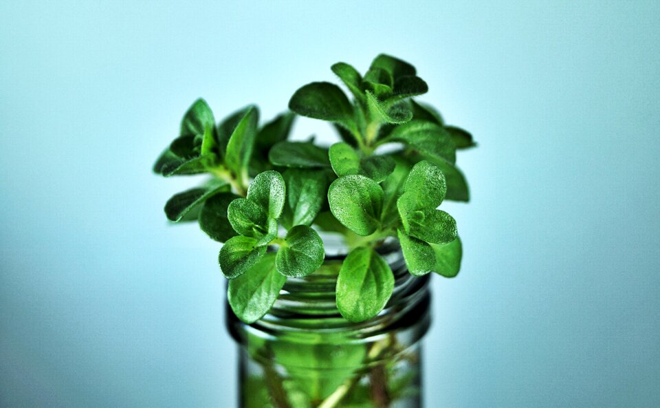 Nature aromatic plants aromatic herbs