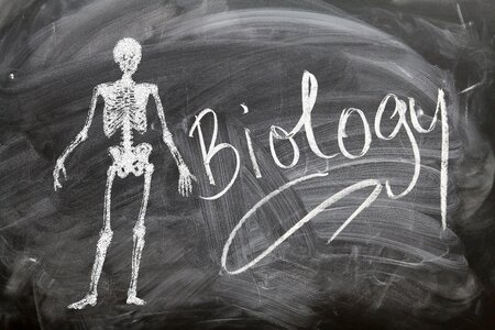 Board bone drawing